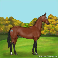 Horse Color:Gray Bay 