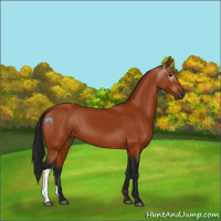 Horse Color:Gray Bay 
