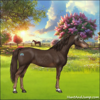Horse Color:Gray Chestnut 