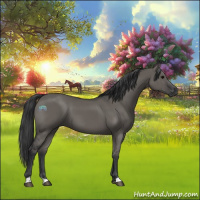 Horse Color:Grullo 