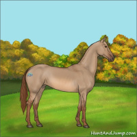 Horse Color:Red Dun 