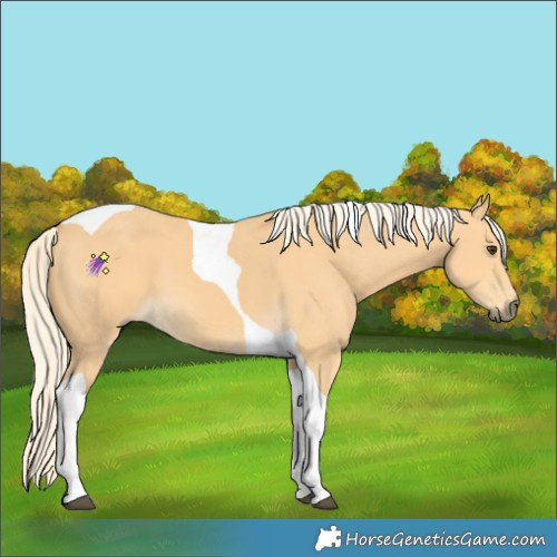 Horse Color:Palomino Tobiano 