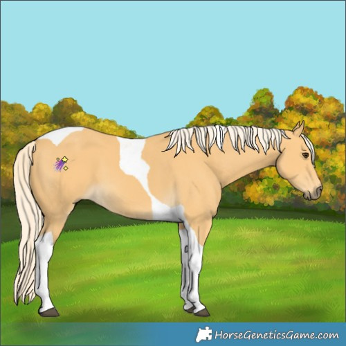 Horse Color:Palomino Tobiano 