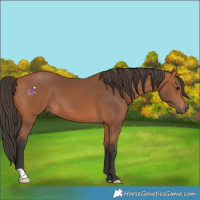 Horse Color:Bay 