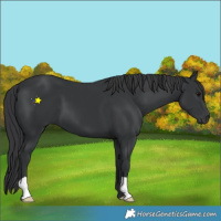 Horse Color:Black 