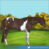 Horse Color:Liver Chestnut Tobiano Rabicano 