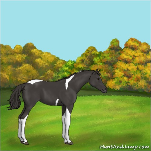 Horse Color:Smoky Black Tobiano 