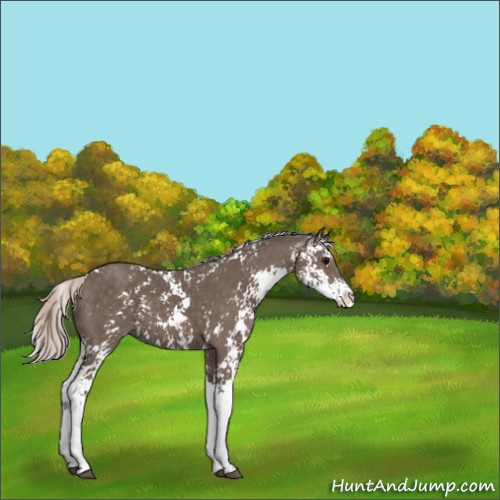 Horse Color:Silver Black Sabino 