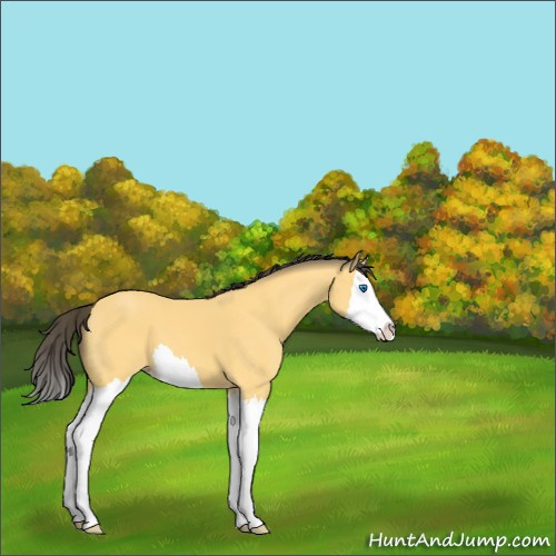 Horse Color:Buckskin Splash 