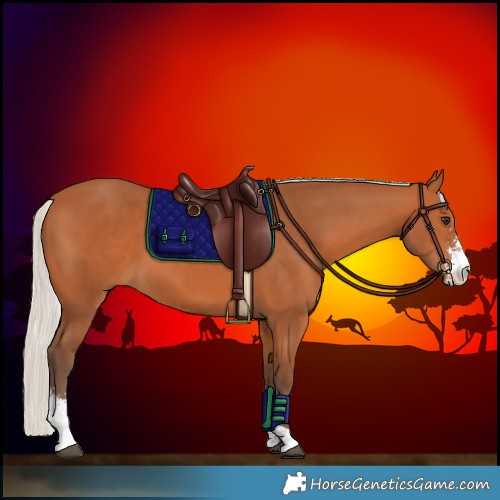 Horse Color:Silver Bay Sabino 