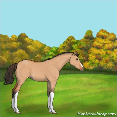 Horse Color:Bay Dun 