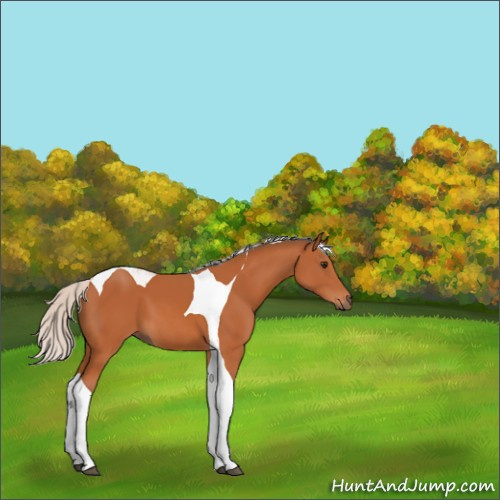 Horse Color:Silver Bay Tobiano 
