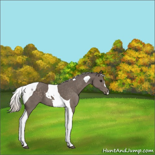 Horse Color:Silver Black Tobiano 