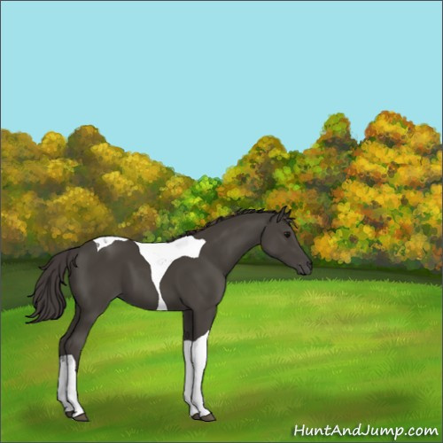 Horse Color:Smoky Black Tobiano 