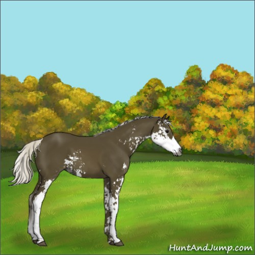 Horse Color:Gray Silver Smoky Black Sabino 