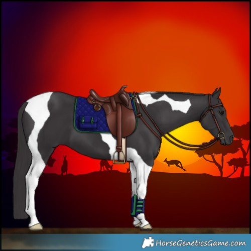 Horse Color:Smoky Black Tobiano 