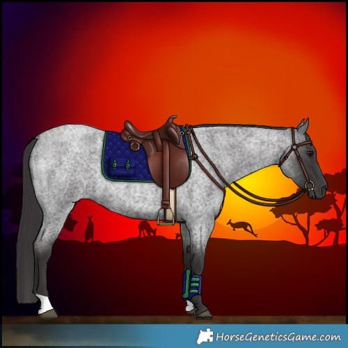 Horse Color:Smoky Blue Roan 