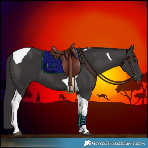 Horse Color:Smoky Black Tobiano 