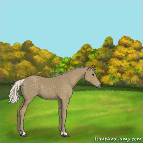 Horse Color:Silver Smoky Black 
