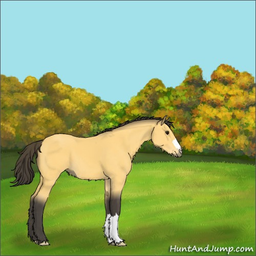 Horse Color:Buckskin 