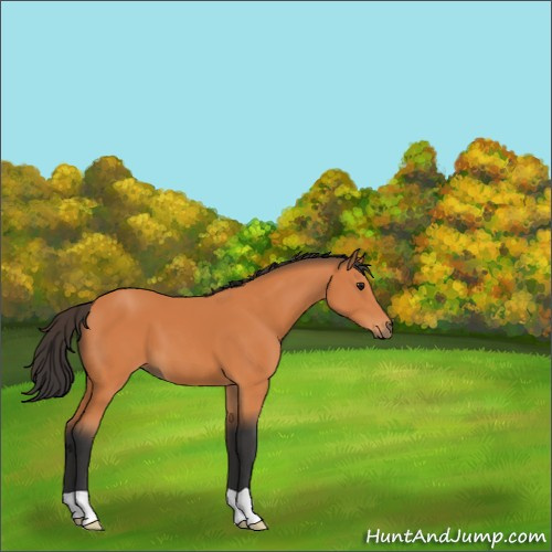 Horse Color:Bay 