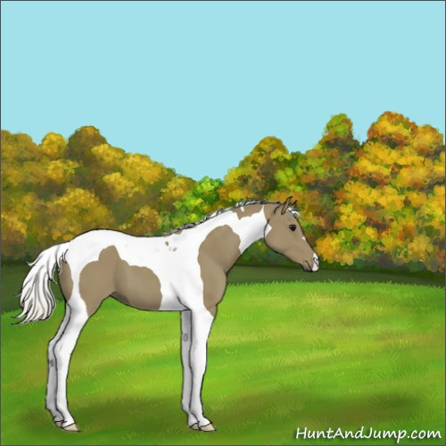 Horse Color:Silver Smoky Black Tobiano 