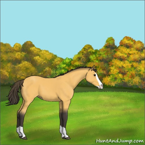 Horse Color:Buckskin Splash 