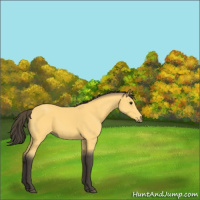 Horse Color:Buckskin 