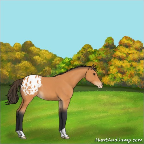 Horse Color:Bay Appaloosa 