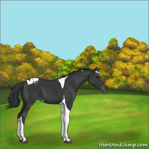 Horse Color:Black Tobiano Appaloosa 