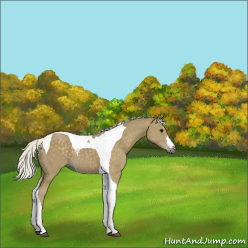 Horse Color:Silver Smoky Black Tobiano 