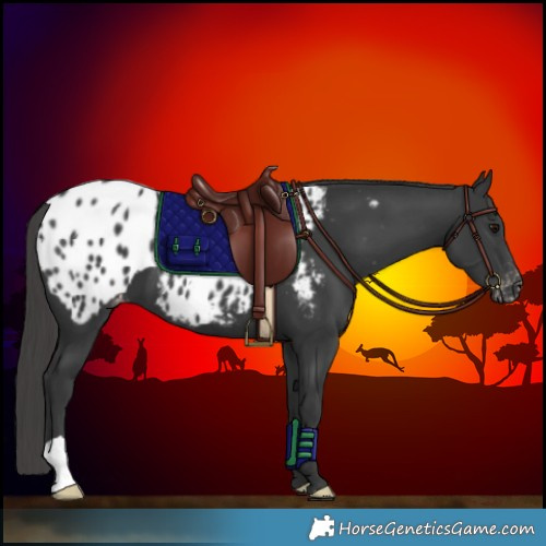 Horse Color:Black Appaloosa 