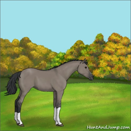 Horse Color:Grullo 