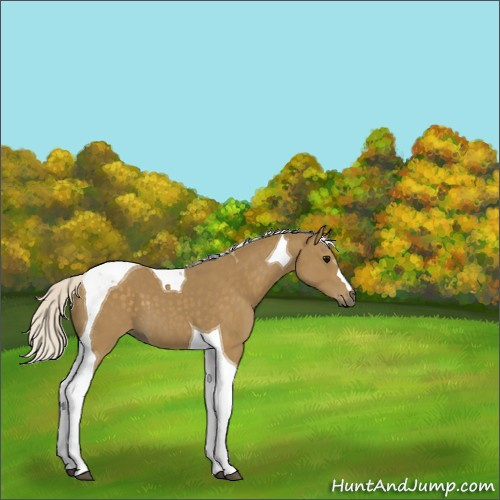 Horse Color:Silver Smoky Black Tobiano 