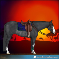 Horse Color:Black Rabicano 