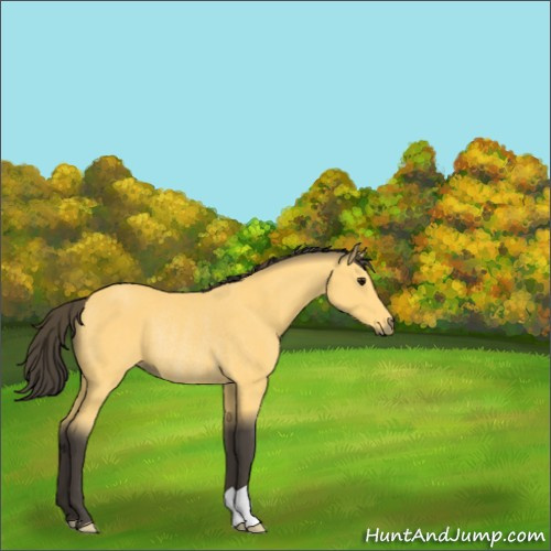 Horse Color:Buckskin Rabicano 