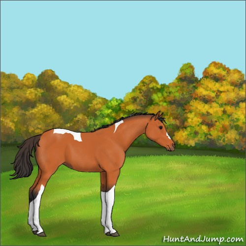 Horse Color:Bay Tobiano 