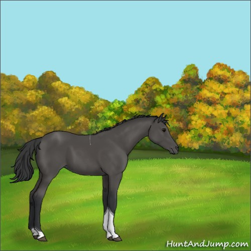 Horse Color:Black Tobiano 