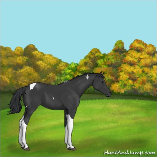 Horse Color:Black Tobiano 