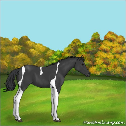 Horse Color:Black Tobiano 
