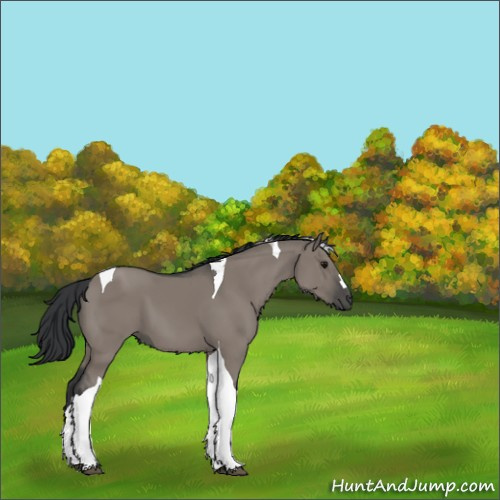 Horse Color:Grullo Tobiano 