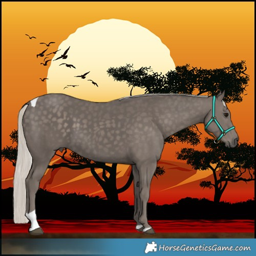 Horse Color:Silver Smoky Black Tobiano 