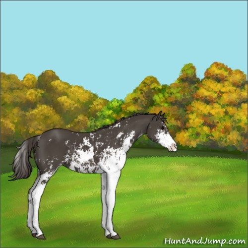 Horse Color:Smoky Black Sabino 