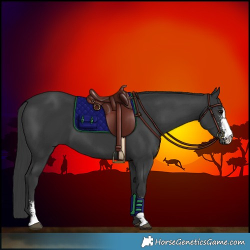 Horse Color:Black Sabino 