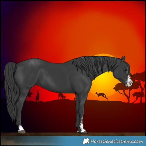 Horse Color:Black Sabino 