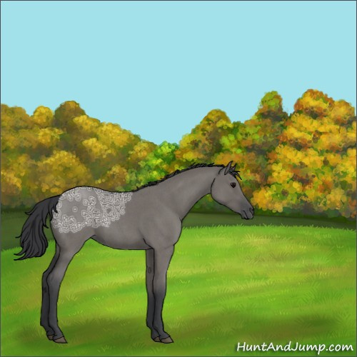 Horse Color:Grullo Ice Roan Sabino 