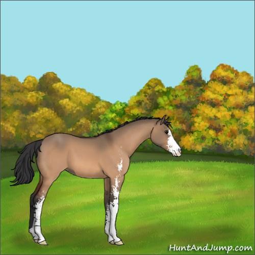 Horse Color:Bay Dun Sabino 