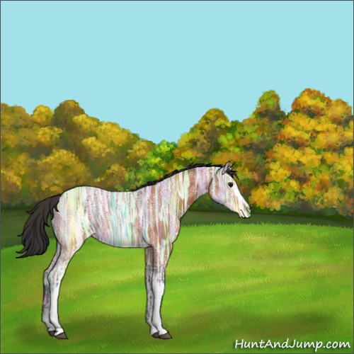 Horse Color:White Spotted Bay Ice Rabicano 