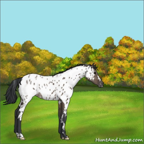 Horse Color:White Spotted Brown Ice Dun Appaloosa 
