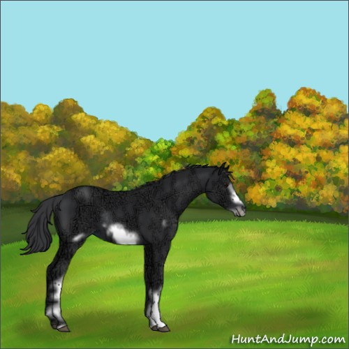 Horse Color:White Spotted Black Ice Frame Rabicano 